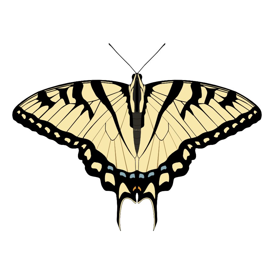 Eastern Tiger Swallowtail