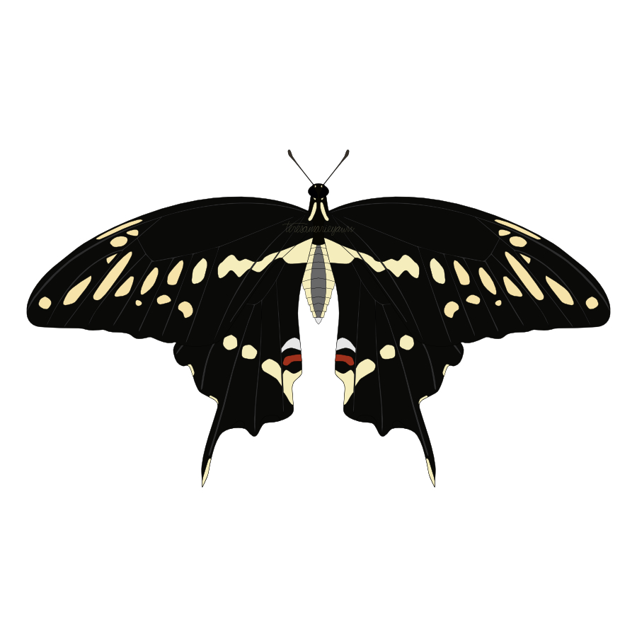 Giant Swallowtail