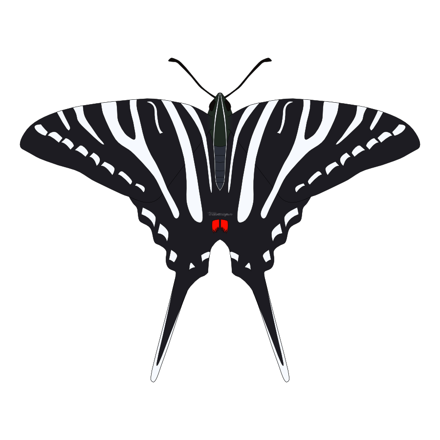 Zebra Swallowtail