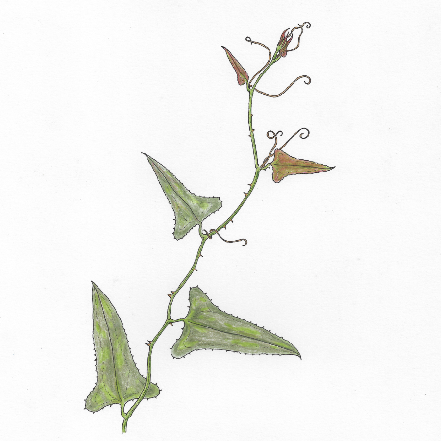 <i>Smilax bona-nox</i>