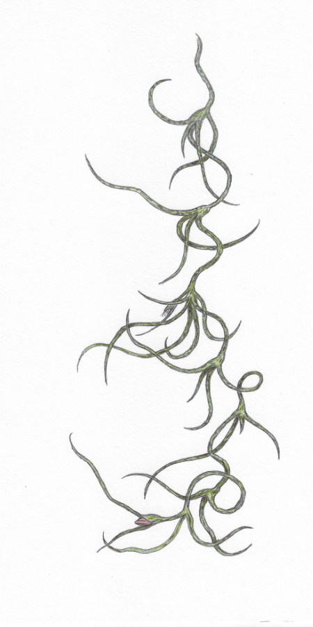 <i>Tillandsia usneoides</i>